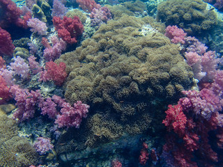 colorful coral reef