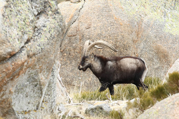 Spanish ibex, mating season