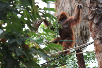 Affe