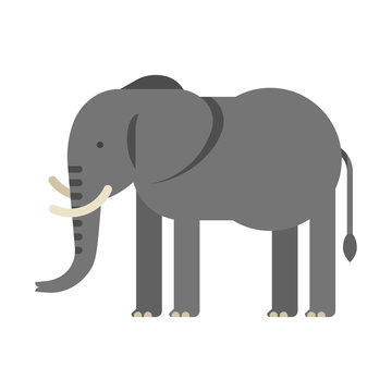 Vector flat style illustration of elephant.