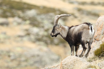 Spanish ibex, mating season