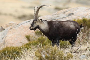 Spanish ibex, mating season