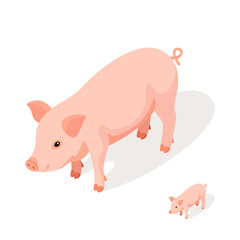 Isometric 3d vector illustration of pink pig 