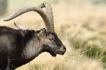 Spanish ibex, mating season