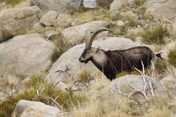 Spanish ibex, mating season