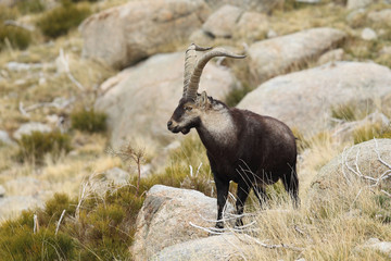 Spanish ibex, mating season