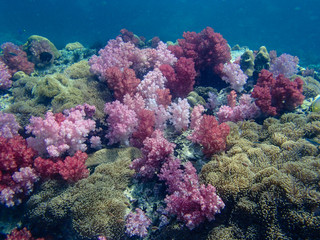 Naklejka na ściany i meble Underwater world, underwater coral and fish shoal