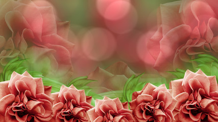 red roses flowers  on blurred red-green bokeh background. floral background. colored wallpaper for design. Nature. .