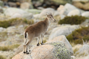 Capra pyrenaica