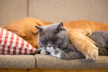 Golden retriever and cat sleep on the couch