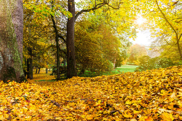 meadow, maple and sunlight in autumn