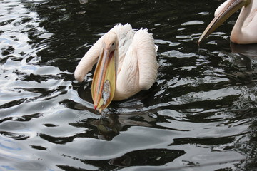 Pelikan