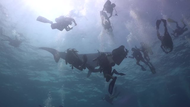 Whale shark and lots of divers 
