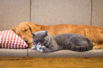 Fototapeta na wymiar Golden retriever and cat sleep on the couch
