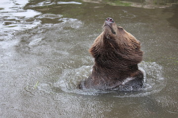 Fototapeta premium Bär