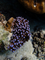 Underwater world, underwater coral and fish shoal