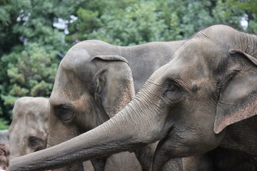 Fototapeta premium Elefanten