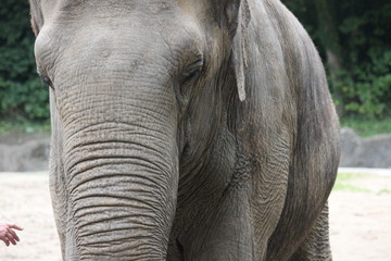 Naklejka premium Elefanten