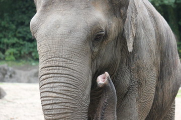 Fototapeta premium Elefanten