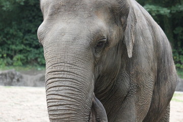 Fototapeta premium Elefanten