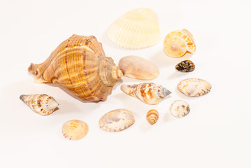seashells of various shape and sizes on white