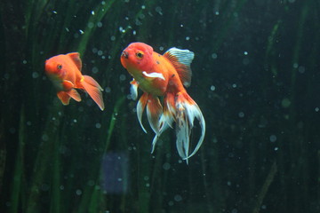 Fische