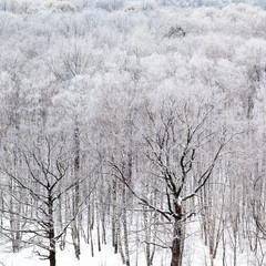 black oak tree bare trunks in forest in winter