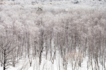 forest covered by snow in cold winter day
