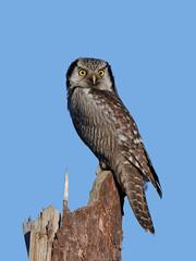 Northern hawk-owl (Surnia ulula)