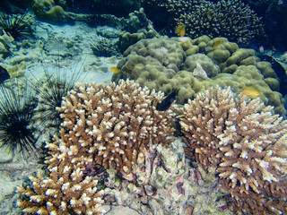 Naklejka na ściany i meble Underwater world, underwater coral and fish shoal