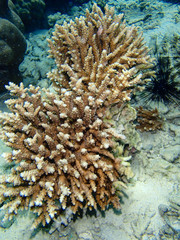 Fototapeta na wymiar Underwater world, underwater coral and fish shoal