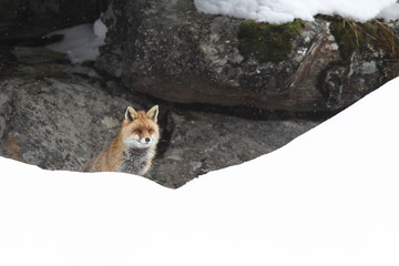 Red fox into the snow