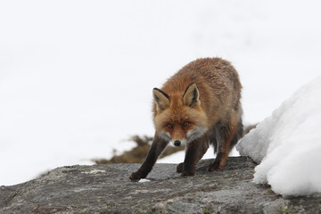 Red fox into the snow