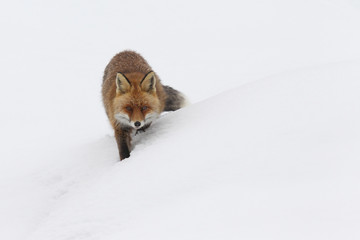 Red fox into the snow