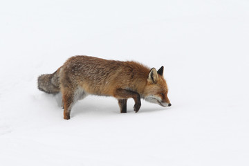 Red fox into the snow
