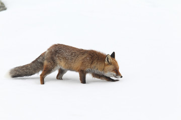 Naklejka na ściany i meble Red fox into the snow