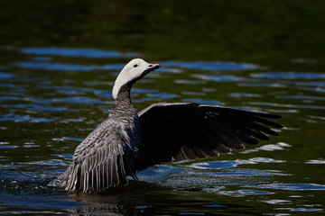 Emperor goose (Chen canagica)