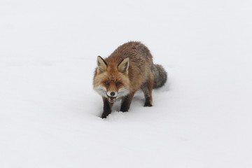 red fox into the snow