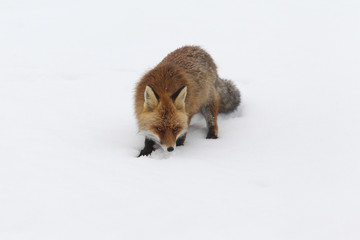 red fox into the snow