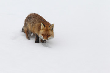 red fox into the snow