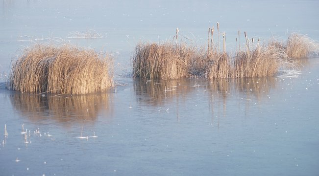 Winterlich eingefroren: im Schilf am See 