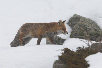 red fox into the snow