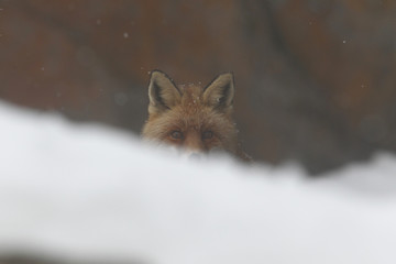 red fox into the snow
