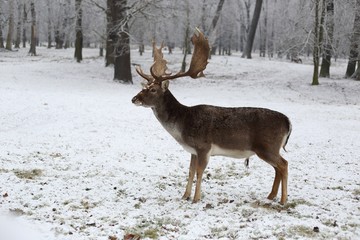 The fallow deer (Dama dama) in a winter landscape.