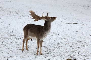 The fallow deer (Dama dama) in a winter landscape.