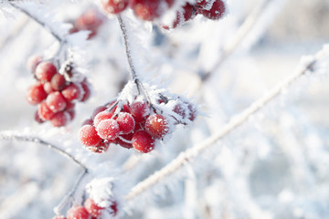 rote Beeren mit Raureif