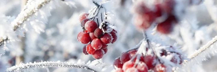 Strauch mit roten Beeren und Raureif © Anselm Baumgart