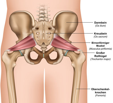 Anatomie des Piriformismuskels