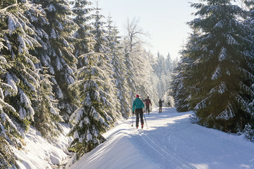 Cross-country skiers running a groomed ski trail. Road in mountains at winter in sunny day. Trees...