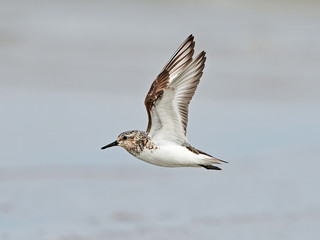 Sanderling (Calidris alba)